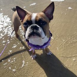 Boston Terrier Puppies from Boston Terrier Besties
