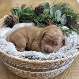 Candy Cane (Red Collar) - Red  female Goldendoodle puppy in Bay City, Texas from Charming Doods