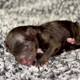 Ruby - Red tri female Miniature Australian Shepherd puppy in Michie, Tennessee from Acton Aussies