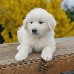 Girl 1 Blue - White female Great Pyrenees puppy in Yakima, Washington from Naches Heights Ranch