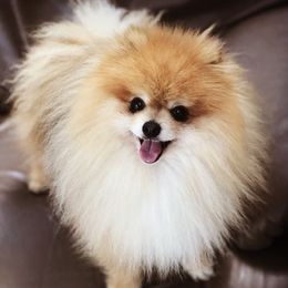 Pomeranians from Fairybell Pomeranians