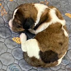 Girl 3 - Merle female Saint Berdoodle puppy in San Antonio, Texas from Mammoth Doodles