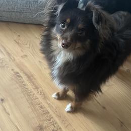 Tater Tot - Toy Australian Shepherd