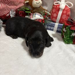 Smokey - Black and tan male Dachshund puppy in Pleasant Plains, Arkansas from JGBs Dachshunds