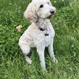Princess Buttercup - Goldendoodle