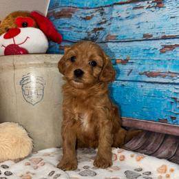 Penelope - Red female Cavapoo puppy in Lebanon, Missouri from Perkins Pups
