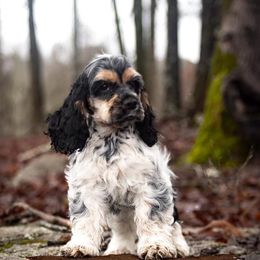 Cocker Spaniels from Whirlwyn Kennels