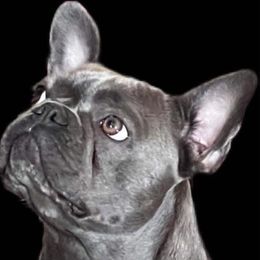 Nelly - French Bulldog