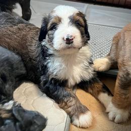 Stripes - Sable male Bernedoodle puppy in Kansas City, Missouri from Beary GoldenDoodles
