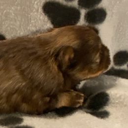 Zoey - Liver female Miniature Schnauzer puppy in Robstown, Texas from Alves Miniature Schnauzers