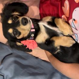 Lady Mia - Black and cream female Dachshund puppy in Plain City, Utah from Furry Godmother Pups
