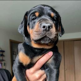 Shadow - Black and rust male Doberman Pinscher puppy in Newberg, Oregon from De Mata Dobermann Kennel