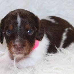 Piebald girl - Piebald female Dachshund puppy in Lily, Kentucky from Little Acres Miniature Dachshunds