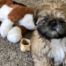 Shih Tzus from LuLu’s Shih Tzu’s of Michigan