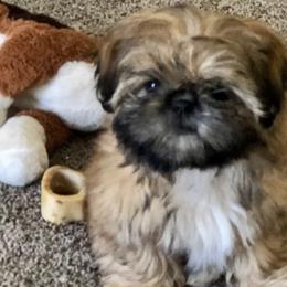 Shih Tzus from LuLu’s Shih Tzu’s of Michigan