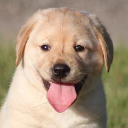Labrador Retriever Puppies from Mythic Labradors, LLC
