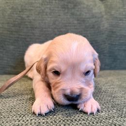 Male puppy pick 5 - Light golden male Golden Retriever puppy in Colville, Washington from Columbia Ridge Goldens