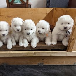 Samoyed Puppies from The Office Pups