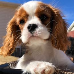 Cavalier King Charles Spaniel Puppies from Ikkes Cavaliers