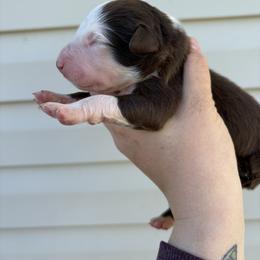 Red Puppy - Red & white male Australian Shepherd puppy in Martville, New York from Jasmin Bartlett