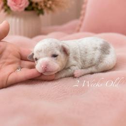 Moonlight Sugar-Moon - Merle female Chihuahua puppy in Flushing (Queens), New York from Petite Pups LLC