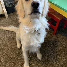 "Charlie" Companion Cross All Grown Up from PNW Mini Golden Retrievers