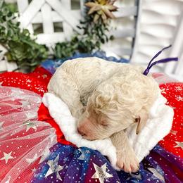 Shine - Apricot male Goldendoodle puppy in Montgomery, Texas from Dacus Doodles
