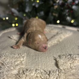 Chestnut (Dark Green Collar) - Apricot male Cavapoo puppy in Austin, Texas from Lucy Lou’s Cavapoos