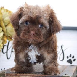 PRALINE - Brown female Russian Tsvetnaya Bolonka puppy in West Plains, Missouri from Must Be Frenchies & Crown Of Curls Bolonka