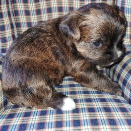 Clover ( Brindle ) - Black and gold female Yorkipoo puppy in Cottageville, South Carolina from Mandy's Poodle's