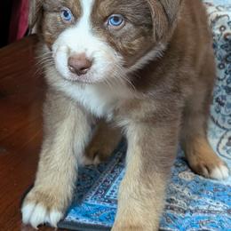 Koa - Red tri-color male Australian Shepherd puppy in Acworth, Georgia from Aussomely Yours, Australian Shepherds