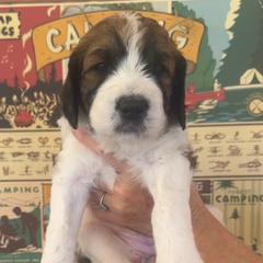 Miss Charlotte - Brown and white Saint Berdoodle puppy in Placerville, California from Country Manor Saint Berdoodles