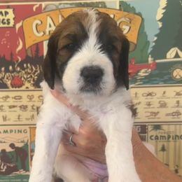 Miss Charlotte - Brown and white Saint Berdoodle puppy in Placerville, California from Country Manor Saint Berdoodles