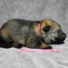 Pink - Black female German Shepherd puppy in Cherryville, North Carolina from Masky Kennel