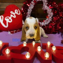 BB6 - Red and white male Basset Hound puppy in Britton, South Dakota from K&S Canines