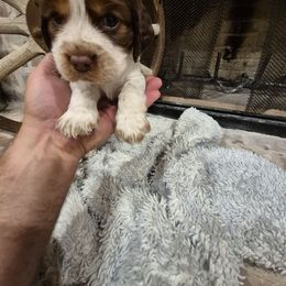 Charles - Liver white and roan male English Springer Spaniel puppy in Fallscity, Texas from Ciblo Creek Spaniels
