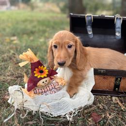 Dark cream -solid - Cream male Dachshund puppy in Nashville, Arkansas from Whisenhunt Farms