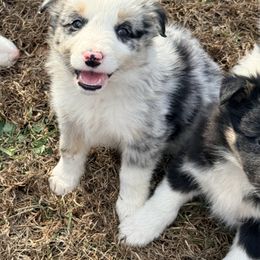 Vero - Blue merle male Border Collie puppy in Cedartown, Georgia from Ferguson Border Collies