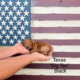 Texas - Red  male Goldendoodle puppy in Springville, Utah from JW Doodles