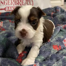 Yorkshire Terrier Puppies from Sweet Pea's Yorkies