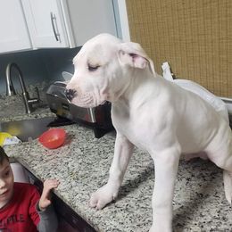 Dogo Argentino Puppies from De la Fuerza de Dios