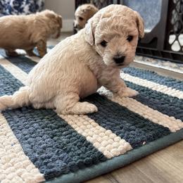 June - Cream female Poodle puppy in Beeville, Texas from Casa de Curls