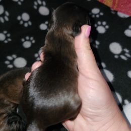 Shih Tzu Puppies from Wallace Babies