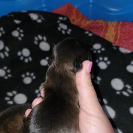 Shih Tzu Puppies from Wallace Babies