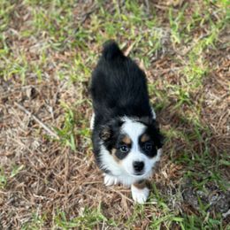 Australian Shepherd, Miniature American Shepherd, Miniature Australian Shepherd, and Toy Australian Shepherd Puppies from TK Standard, Mini, & Toy Aussies