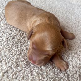 Maya - Golden female Golden Retriever puppy in Wellington, Colorado from High Country Golden Retrievers
