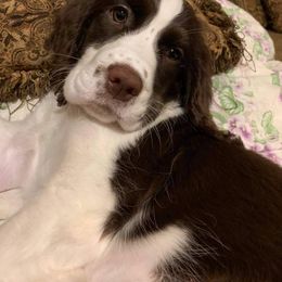 English Springer Spaniel Puppies from 31 Pines Springers & Retrievers