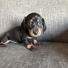 Boy 2 - Black and tan male Dachshund puppy in Tonopah, Arizona from Brandie's Dachshunds