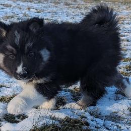 Comet - Siberian Husky puppy from Wyant Farms