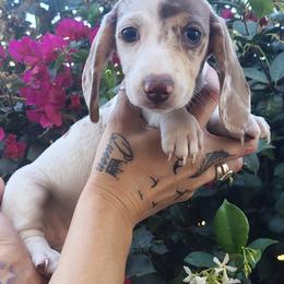 Dachshunds from Tessasprettydachshunds